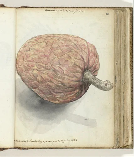 Boanonna of wilde serikaja by Jan Brandes, drawing, 1785