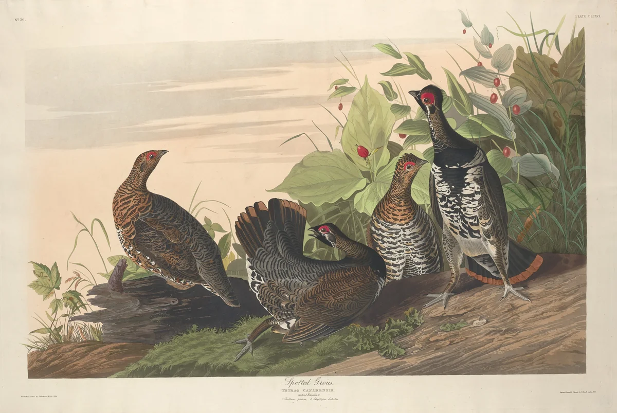 Spotted Grous by Robert Havell, Jr.; John James Audubon, print, 1833