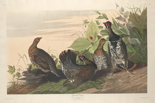 Spotted Grous by Robert Havell, Jr.; John James Audubon, print, 1833