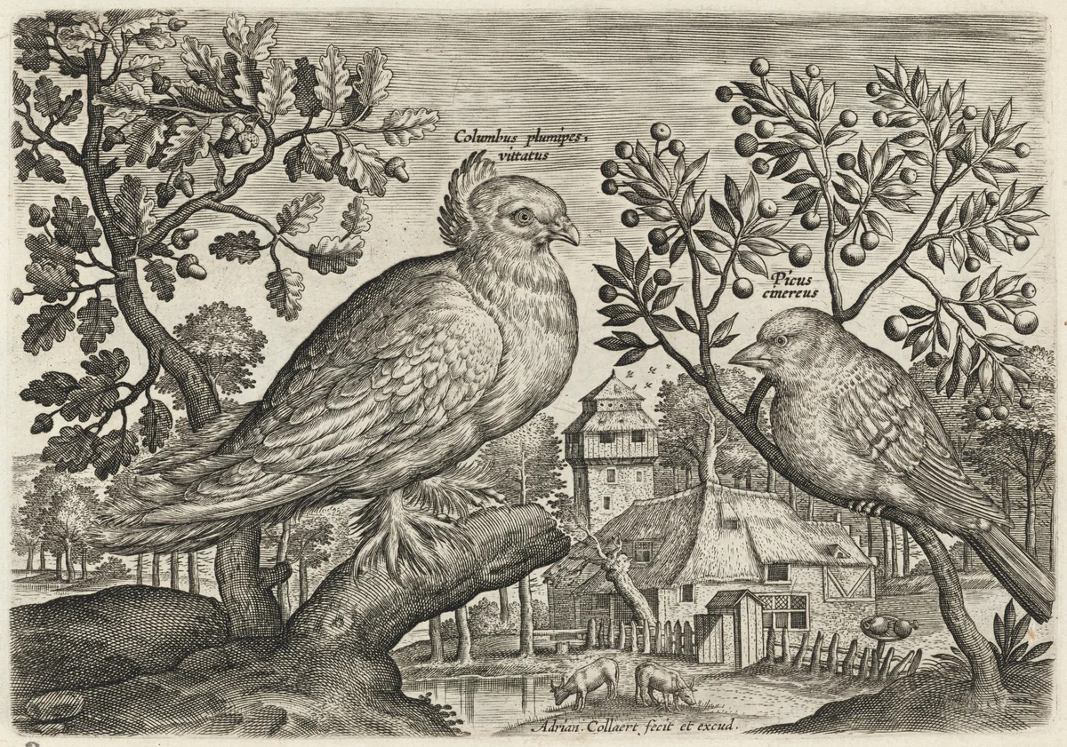 Pigeon and Finch by Adriaen Collaert, print, 1595-1605