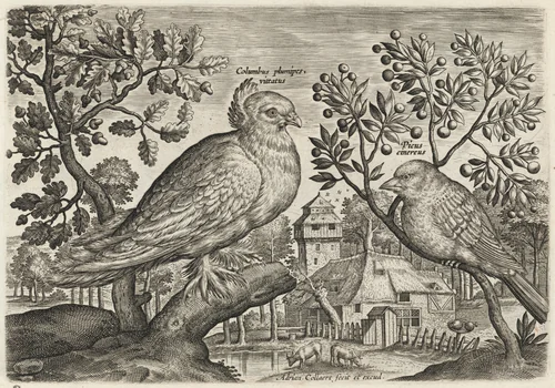 Pigeon and Finch by Adriaen Collaert, print, 1595-1605