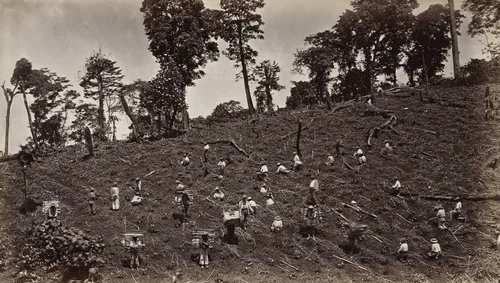 Planting Coffee Seed at Las Nubes by Eadweard Muybridge, photograph, 1875