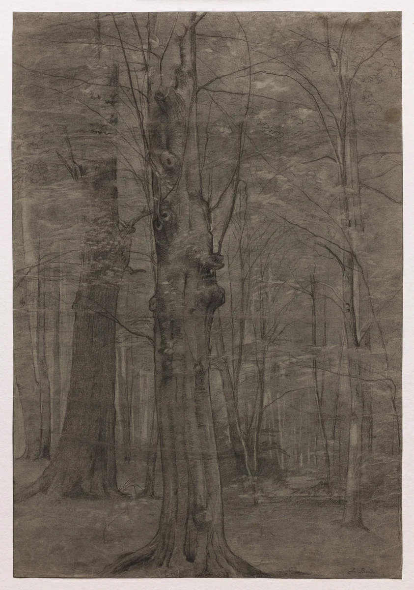 Trees by Leopold Bode, drawing