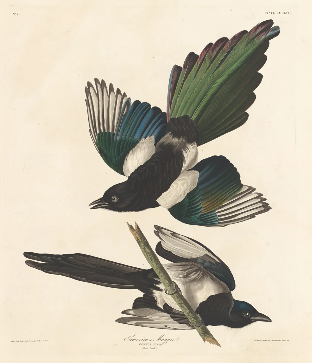 American Magpie by Robert Havell, Jr.; John James Audubon, print, 1837
