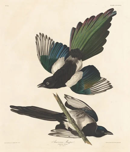 American Magpie by Robert Havell, Jr.; John James Audubon, print, 1837