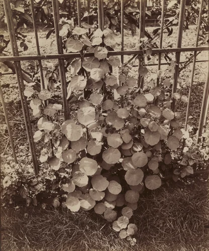 Capucines (Nasturtiums) by Eugène Atget, photograph, 1900