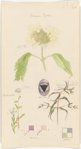 Viburnum opulus (Guelder Rose), Melampyrum sylvaticum (Small Cow-Wheat), Myosotis scorpioides (True Forget-Me-Not). Sheet 15 from the portfolio Nature Studies by Hilma af Klint, drawing, 1919