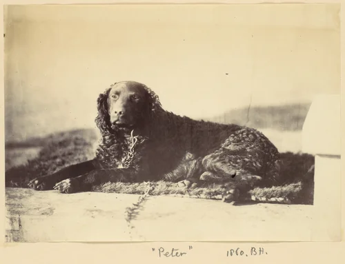 "Peter" by Alfred Capel-Cure, photograph, 1860