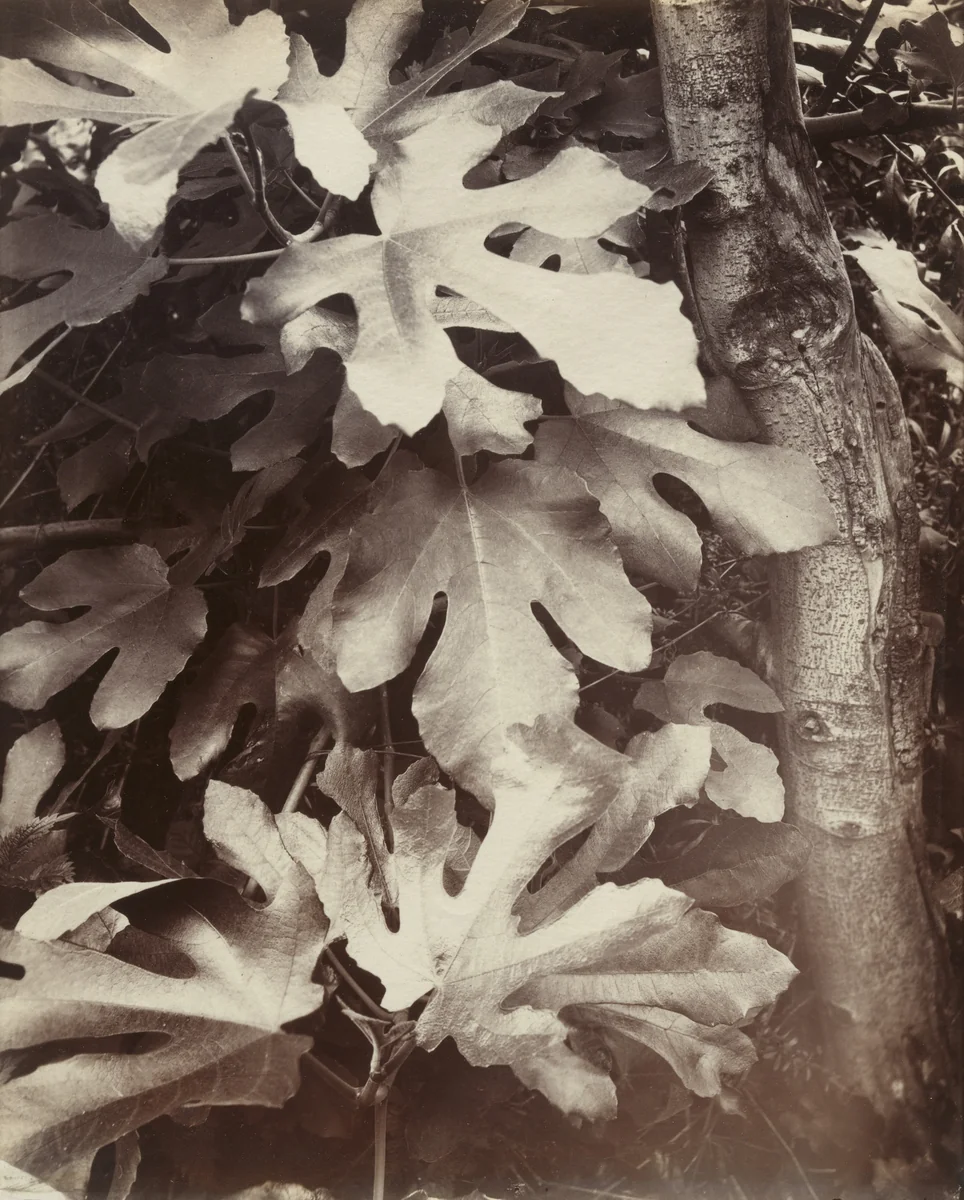 Figuier by Eugène Atget, photograph