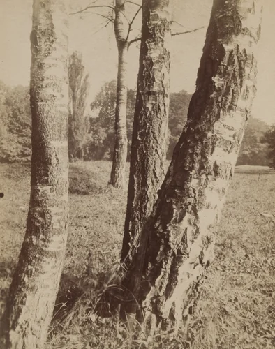 Villeneuve-l'Étang by Eugène Atget, photograph, 1910