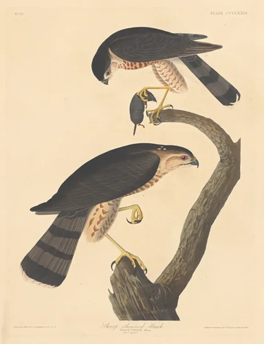 Sharp-shinned Hawk by Robert Havell, Jr.; John James Audubon, print, 1837