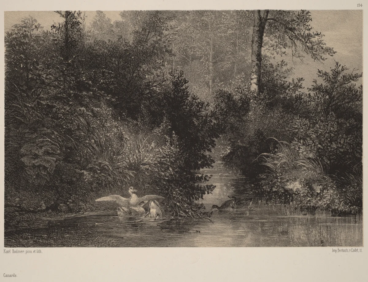 Canards by Karl Bodmer, print, 1809-1893