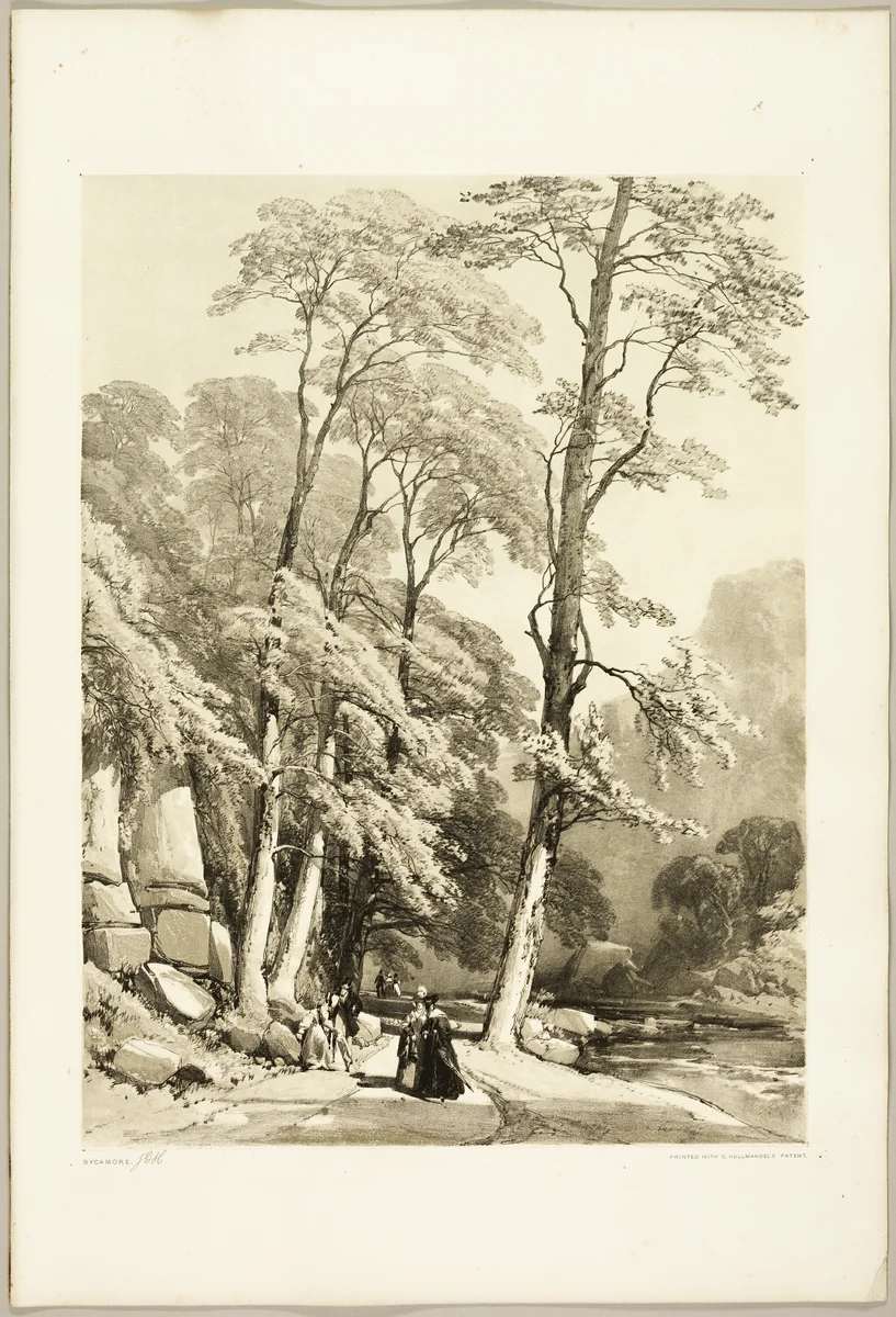 Sycamore, from The Park and the Forest by James Duffield Harding, print, 1841
