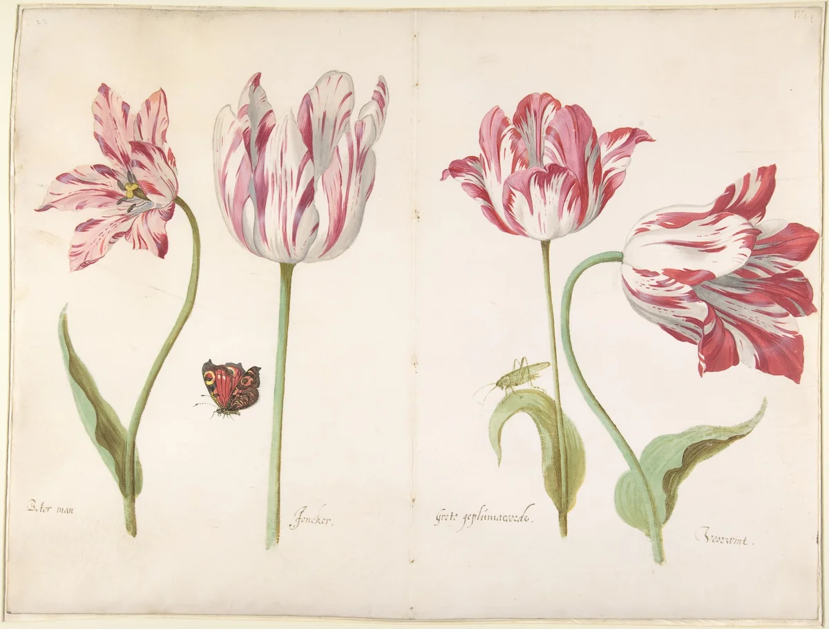Four Tulips: Boter man (Butter Man), Joncker (Nobleman), Grote geplumaceerde (The Great Plumed One), and Voorwint (With the Wind) by Jacob Marrel, drawing, 1635-1645