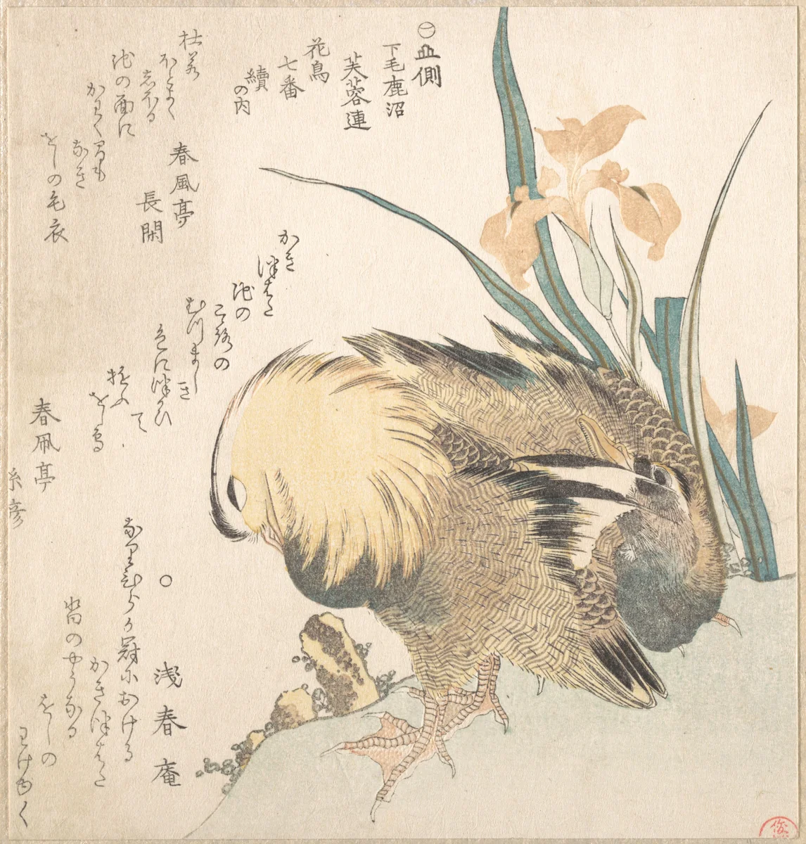 Pair of Mandarin Ducks and Iris Flowers by Kubo Shunman (窪俊満), print, 1780-1850