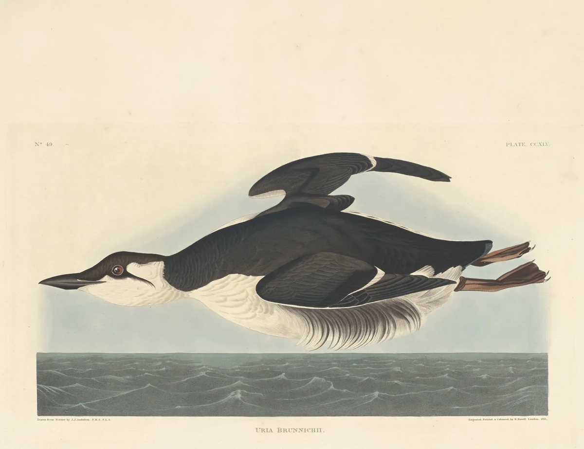 Uria Brunnichii by Robert Havell, Jr.; John James Audubon, print, 1835