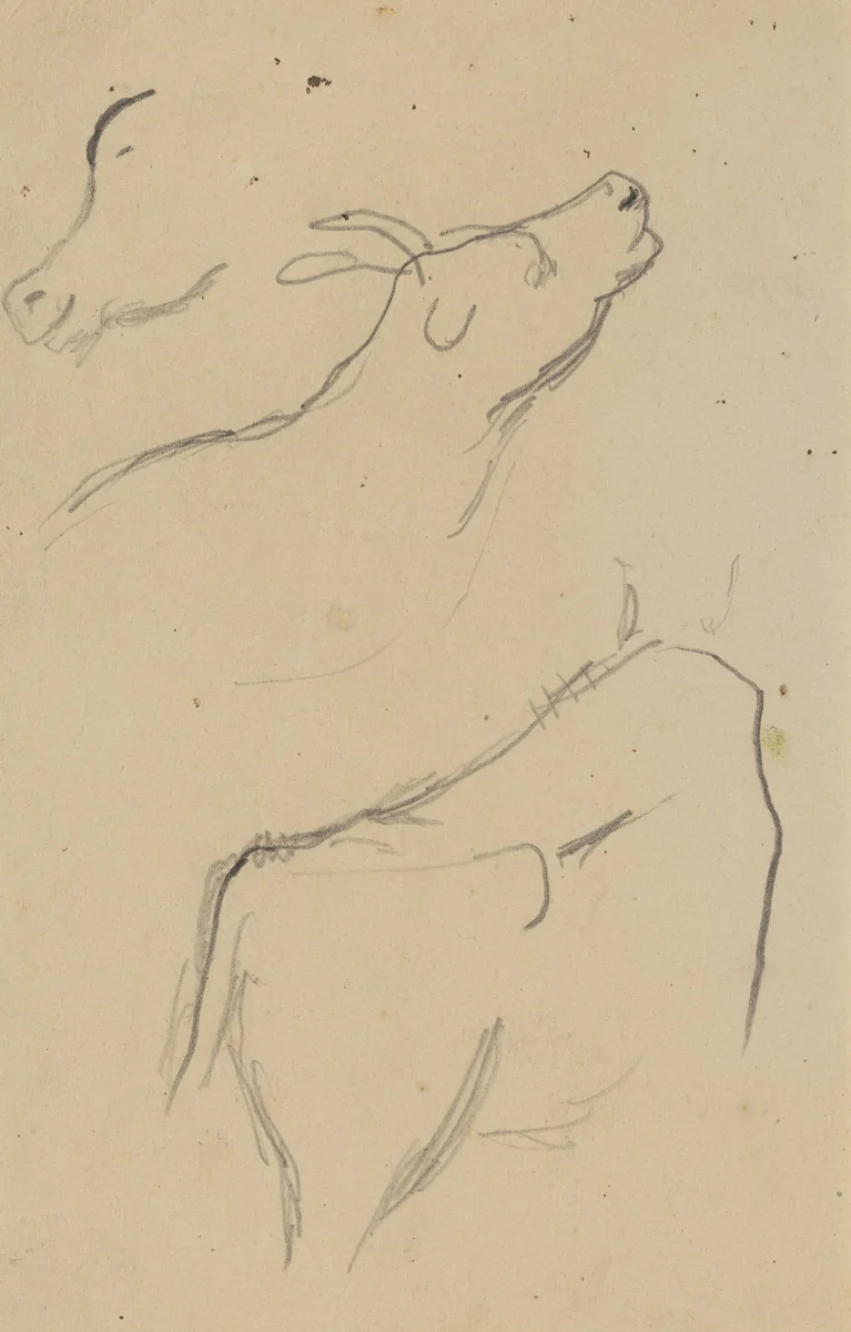 Studies of a Cow [verso] by Paul Gauguin, drawing, 1884-1888