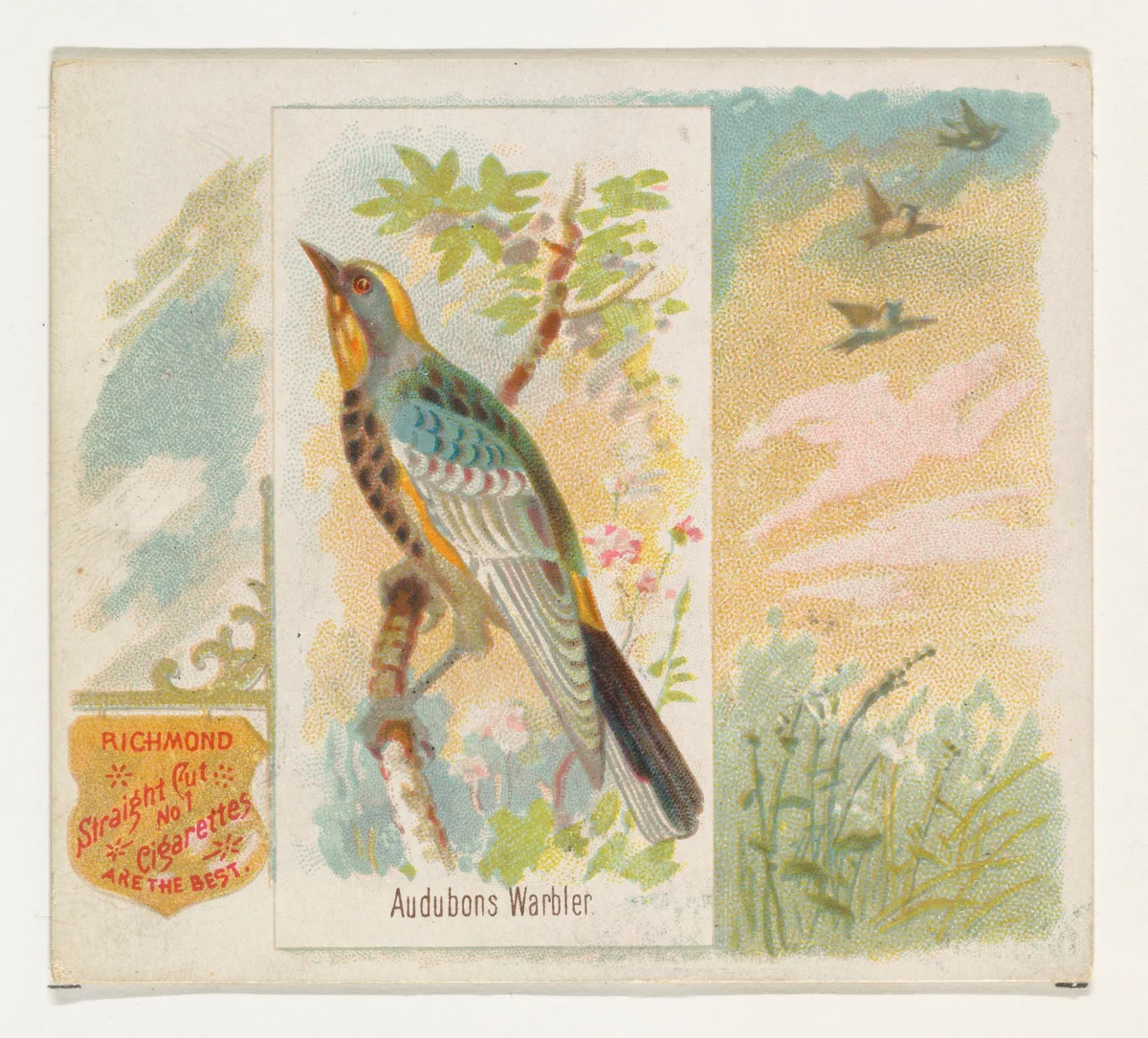 Audobons Warbler, from the Song Birds of the World series (N42) for Allen & Ginter Cigarettes by Allen & Ginter, print, 1890