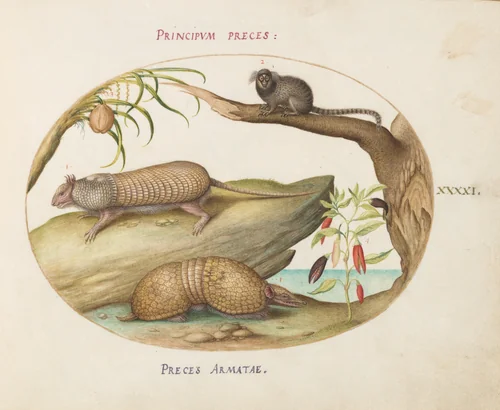 Plate 41: Two Types of Armadillos with a Marmoset, a Coconut Palm, and a Pepper Plant by Joris Hoefnagel, drawing, 1570-1599