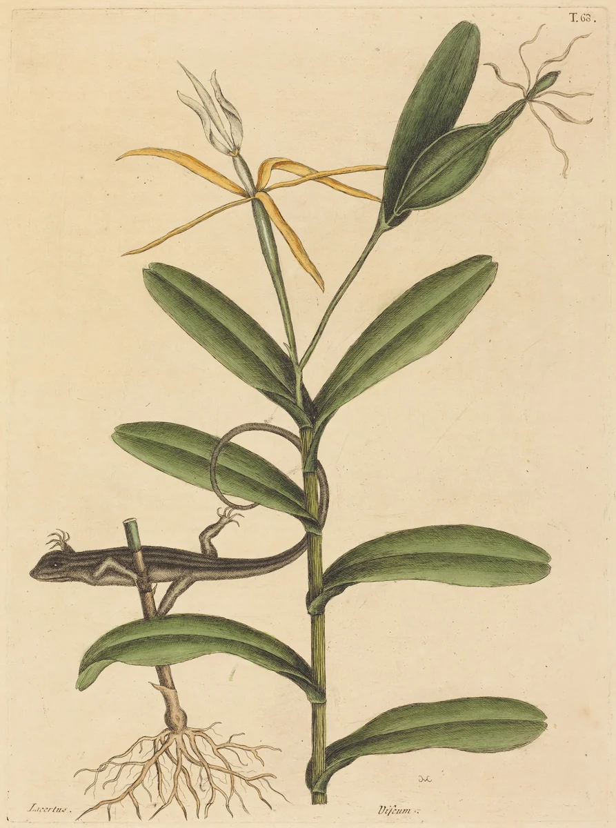 The Lyon Lizard (Lacerta 6-lineata) by Mark Catesby, print, 1731-1743