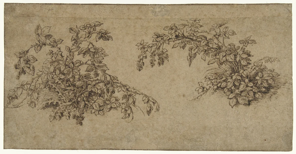 Twee braamstruiken by Jacques de Gheyn, drawing, 1575-1625