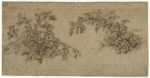 Twee braamstruiken by Jacques de Gheyn, drawing, 1575-1625