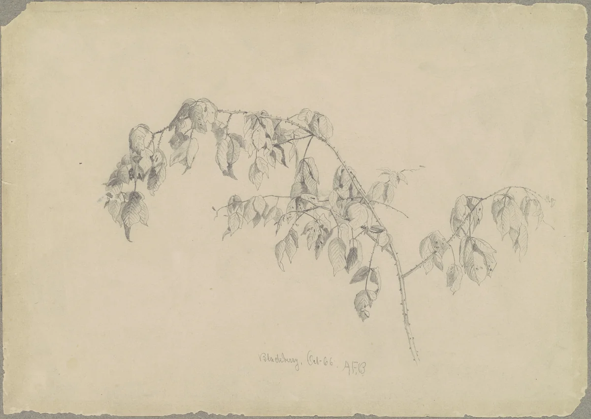 Blackberry by Andrew Fisher Bunner, drawing, 1866