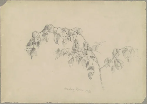 Blackberry by Andrew Fisher Bunner, drawing, 1866