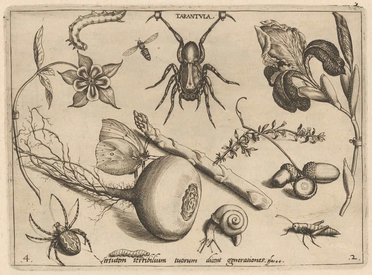 Archetypa studiaque patris Georgii Hoefnagelii [Part 2, Plate 4] by Jacob Hoefnagel; Joris Hoefnagel, print, 1592