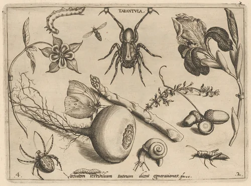 Archetypa studiaque patris Georgii Hoefnagelii [Part 2, Plate 4] by Jacob Hoefnagel; Joris Hoefnagel, print, 1592