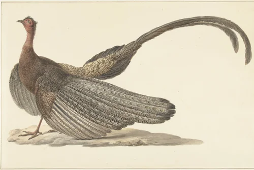 Argus Pheasant by Pieter Pietersz. Barbiers, drawing, 1780-1842