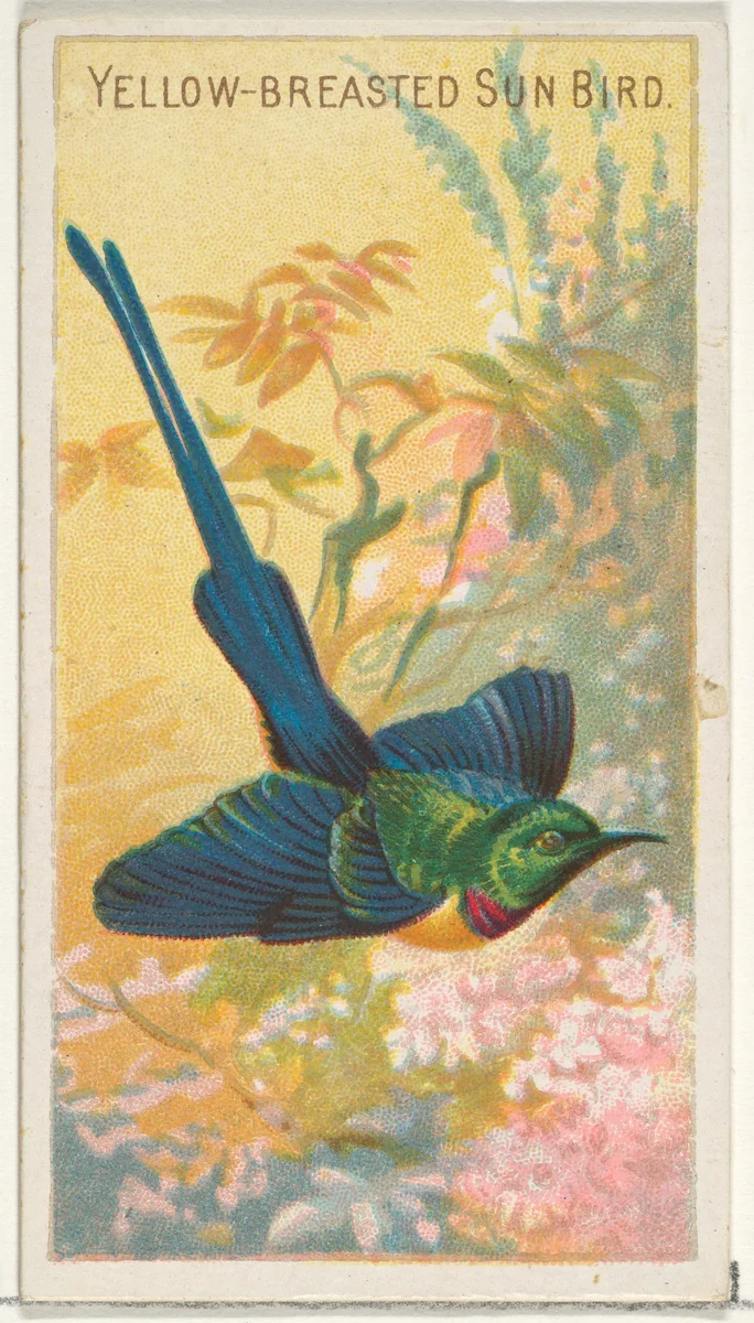 Yellow-Breasted Sun Bird, from the Birds of the Tropics series (N5) for Allen & Ginter Cigarettes Brands by Allen & Ginter, print, 1889