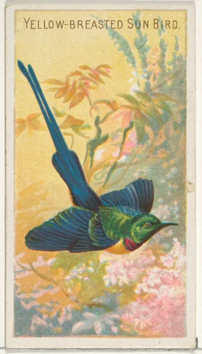 Yellow-Breasted Sun Bird, from the Birds of the Tropics series (N5) for Allen & Ginter Cigarettes Brands by Allen & Ginter, print, 1889