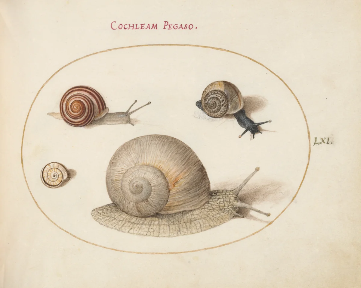 Plate 61: Four Snails by Joris Hoefnagel, drawing, 1570-1599