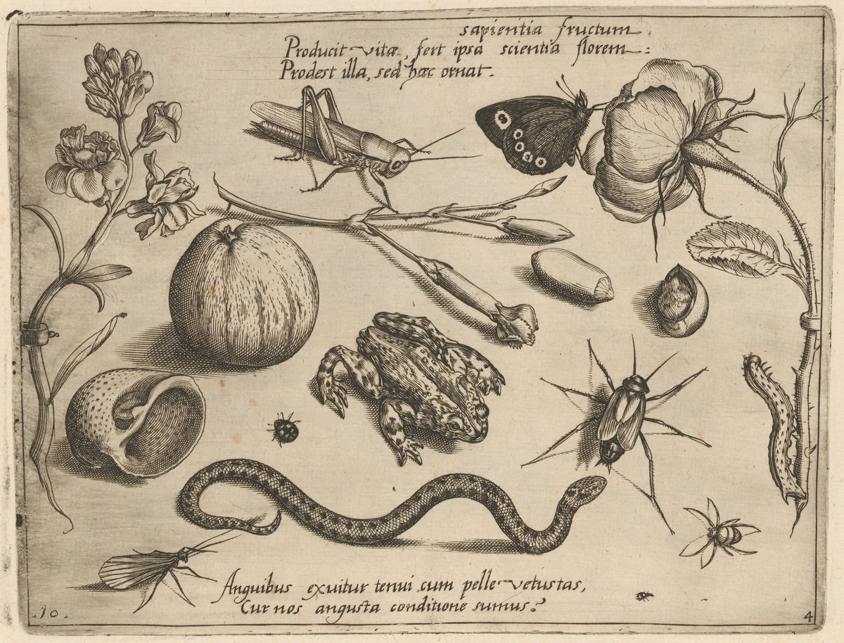 Archetypa studiaque patris Georgii Hoefnagelii [Part 4, Plate 10] by Jacob Hoefnagel; Joris Hoefnagel, print, 1592