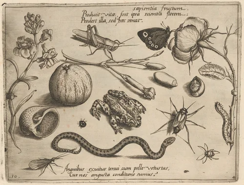 Archetypa studiaque patris Georgii Hoefnagelii [Part 4, Plate 10] by Jacob Hoefnagel; Joris Hoefnagel, print, 1592