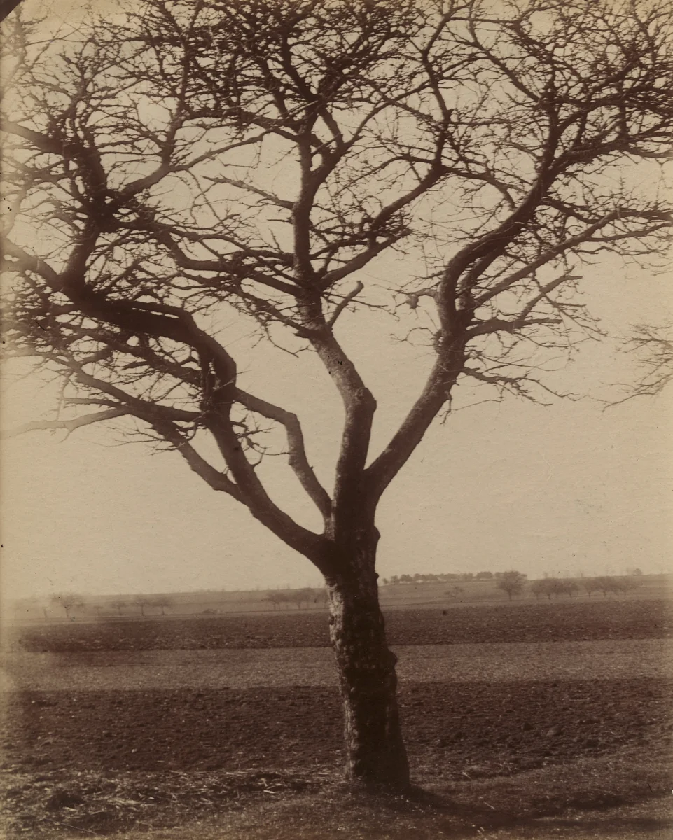 Pommier by Eugène Atget, photograph, 1900