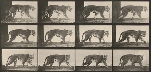 Plate Number 729. Tigress walking by Eadweard Muybridge, photograph, 1887