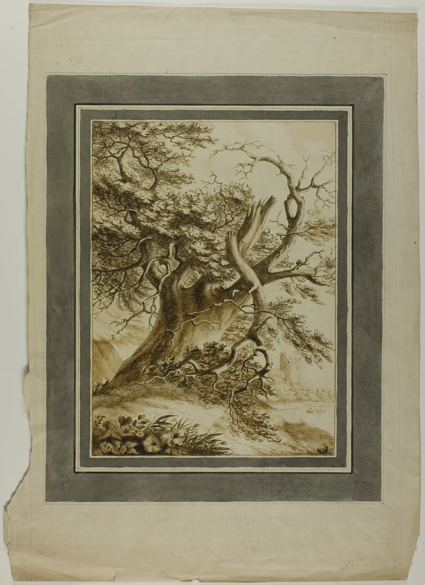 Giant Oak by Unknown Artist, drawing, 1700-1799