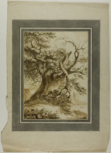 Giant Oak by Unknown Artist, drawing, 1700-1799