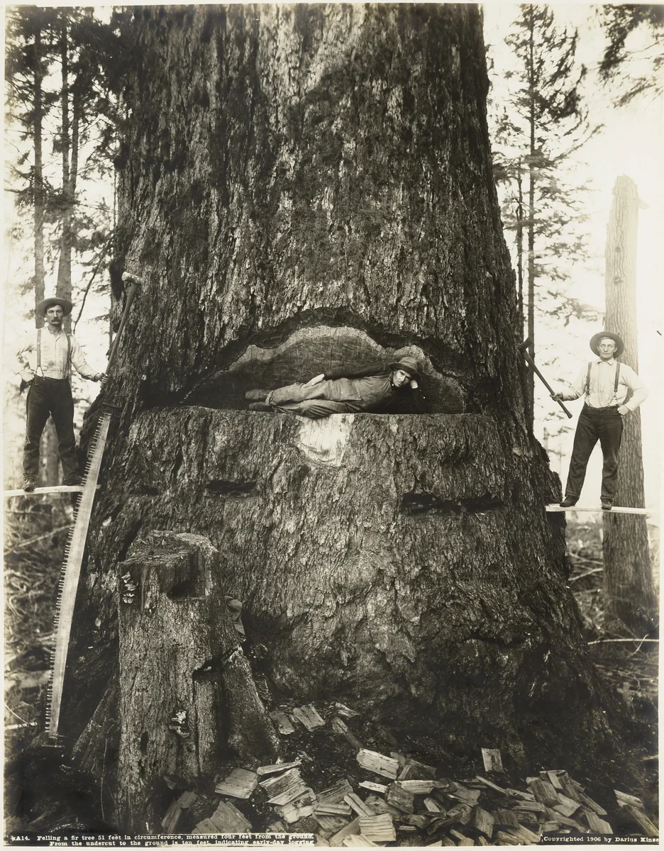 Felling a Fir Tree 51 Feet in Circumference, Measured Four Feet from the Ground. From the Undercut to the Ground Is Ten Feet, Indicating Early-Day Logging by Darius Kinsey, photograph, 1906