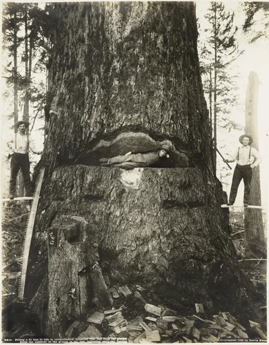 Felling a Fir Tree 51 Feet in Circumference, Measured Four Feet from the Ground. From the Undercut to the Ground Is Ten Feet, Indicating Early-Day Logging by Darius Kinsey, photograph, 1906