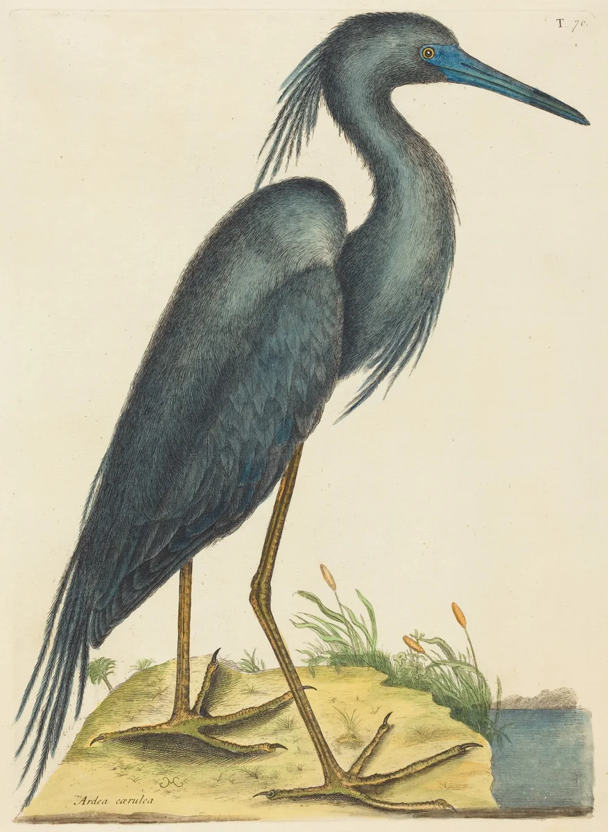 The Blue Heron (Ardea coerulea) by Mark Catesby, print, 1731-1743