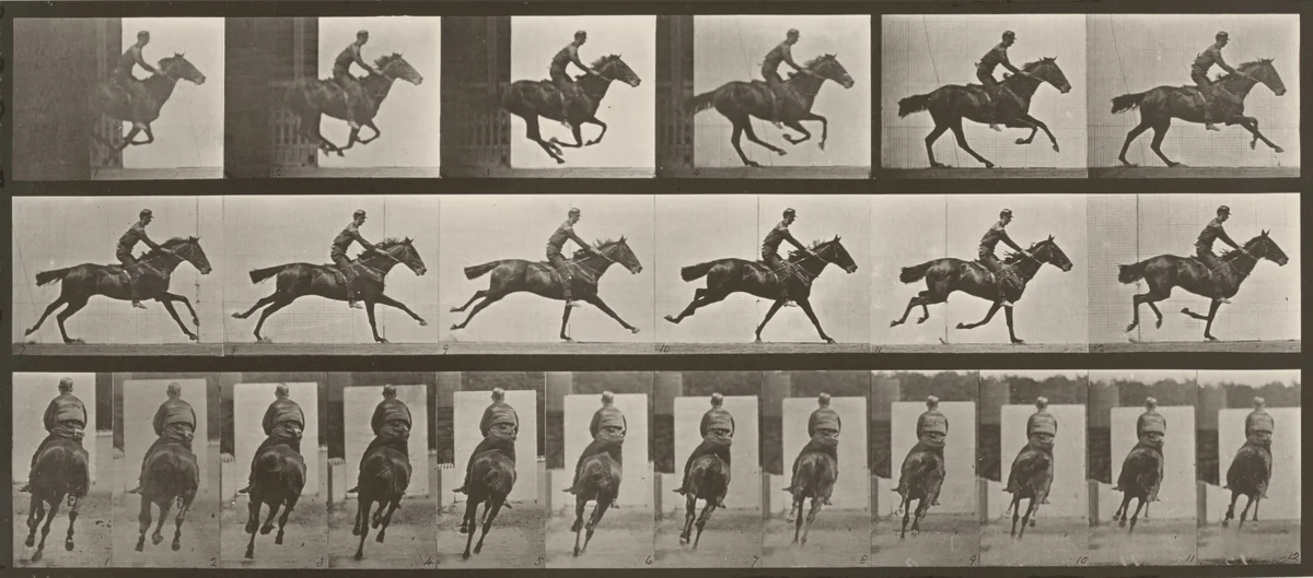 Plate Number 633. "Bouquet" galloping, saddled by Eadweard Muybridge, photograph, 1887