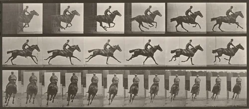 Plate Number 633. "Bouquet" galloping, saddled by Eadweard Muybridge, photograph, 1887