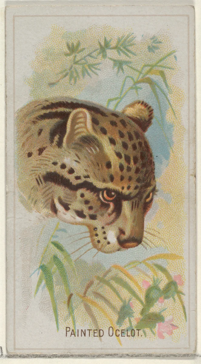 Painted Ocelot, from the Wild Animals of the World series (N25) for Allen & Ginter Cigarettes by Allen & Ginter, print, 1888