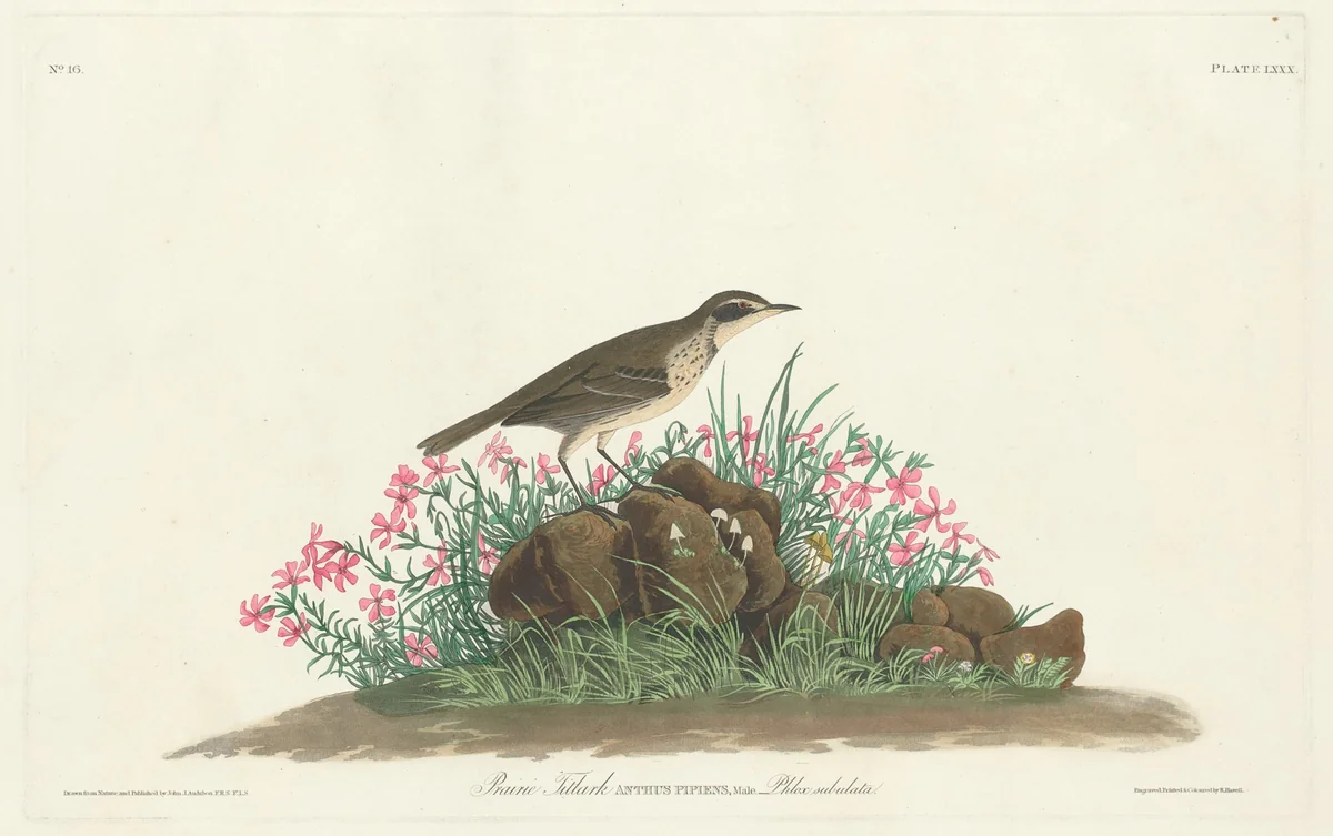 Prairie Titlark by Robert Havell, Jr.; John James Audubon, print, 1793-1878