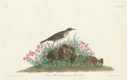 Prairie Titlark by Robert Havell, Jr.; John James Audubon, print, 1793-1878