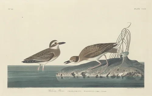 Wilson's Plover by Robert Havell, Jr.; John James Audubon, print, 1834