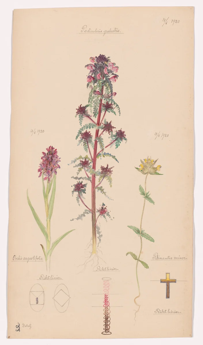 Dactylorhiza incarnata (Early Marsh-Orchid), Pedicularis palustris (European Purple Lousewort), Rhinanthus minor (Little Yellow Rattle). Sheet 45 from the portfolio Nature Studies by Hilma af Klint, drawing, 1920